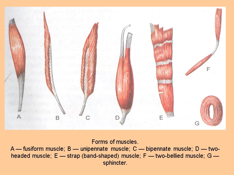 Forms of muscles. A — fusiform muscle; В — unipennate muscle; С — bipennate